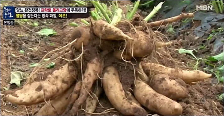 야콘 부작용 설사