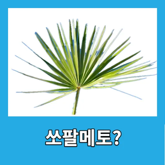 쏘팔메토란?