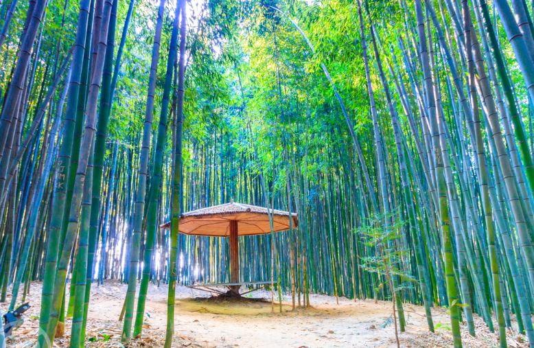 대나무 숲에서 보내는 하루, 담양 대나무축제 여행 코스 꿀팁
