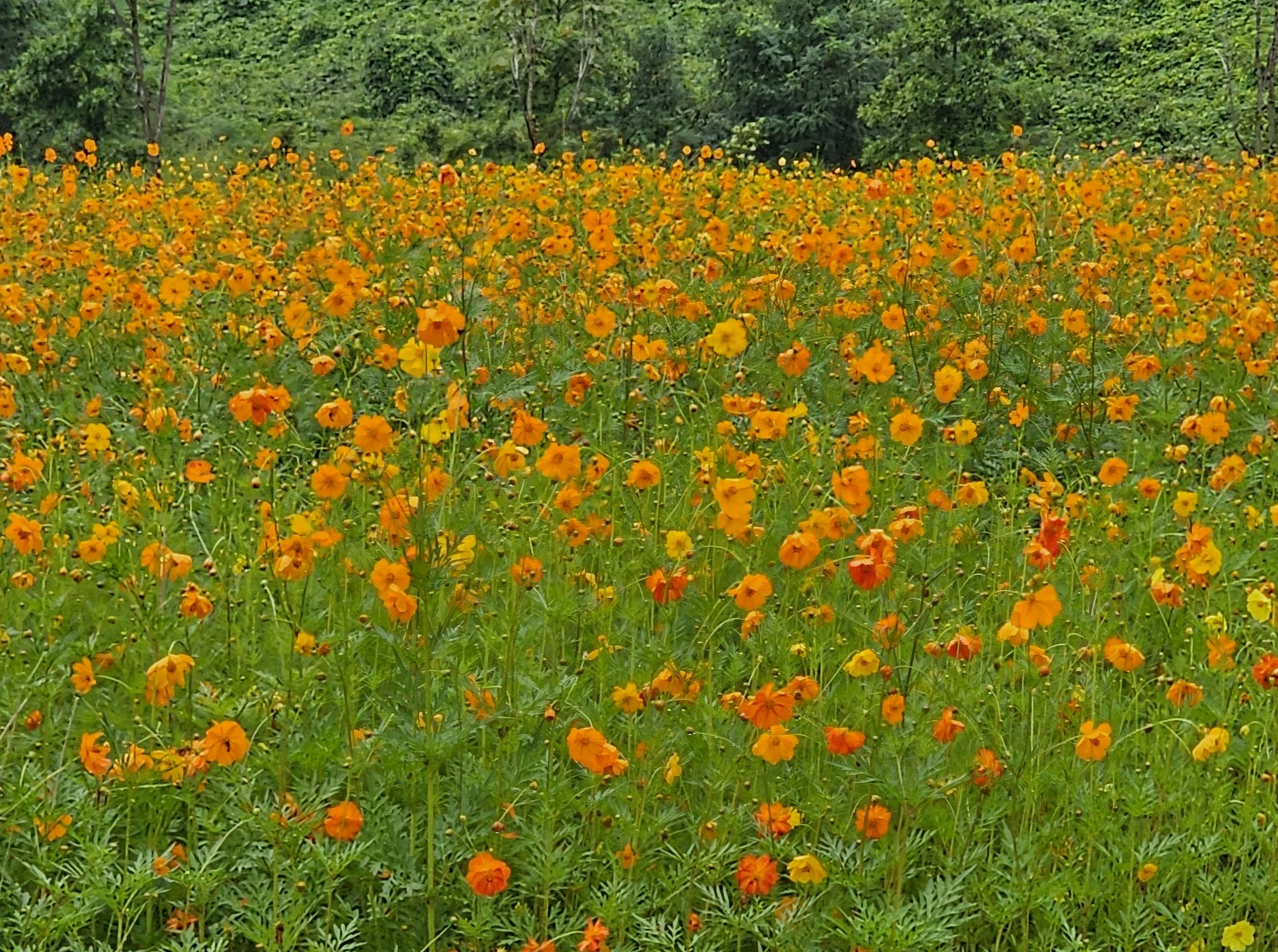 2025 가을 포천 한탄강 가든 페스타
