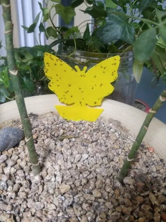 화분 뿌리파리 생기는 원인과 퇴치법 완벽 정리_12