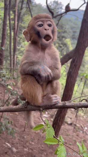 음식을 먹고 있는 아기 원숭이 움짤