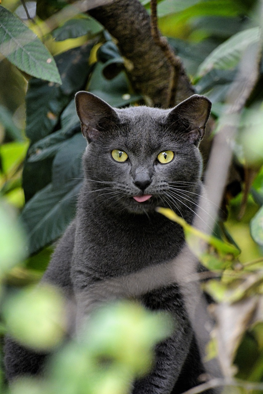 코랏(Korat)2