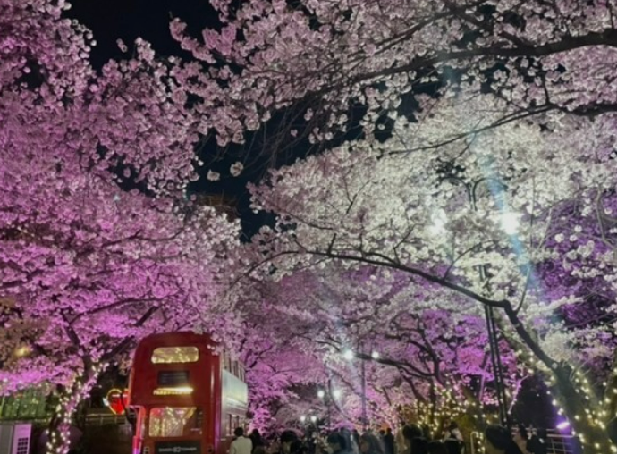 2023년 이월드 블라썸 피크닉 벚꽃 축제 정보 (2023년 벚꽃축제&amp;#44; 지역축제&amp;#44; 3월축제)&amp;#44; 83타워&amp;#44; 이월드 벚꽃축제 일정&amp;#44; 추자정보&amp;#44; 요금