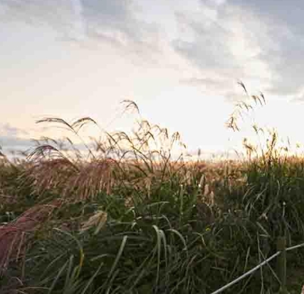 10월 가을축제 추천! 서울억새축제