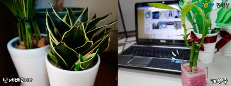 알트태그-실내에서 키우는 가습식물