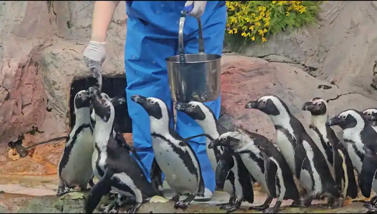 아쿠아플라넷 여수 펭귄