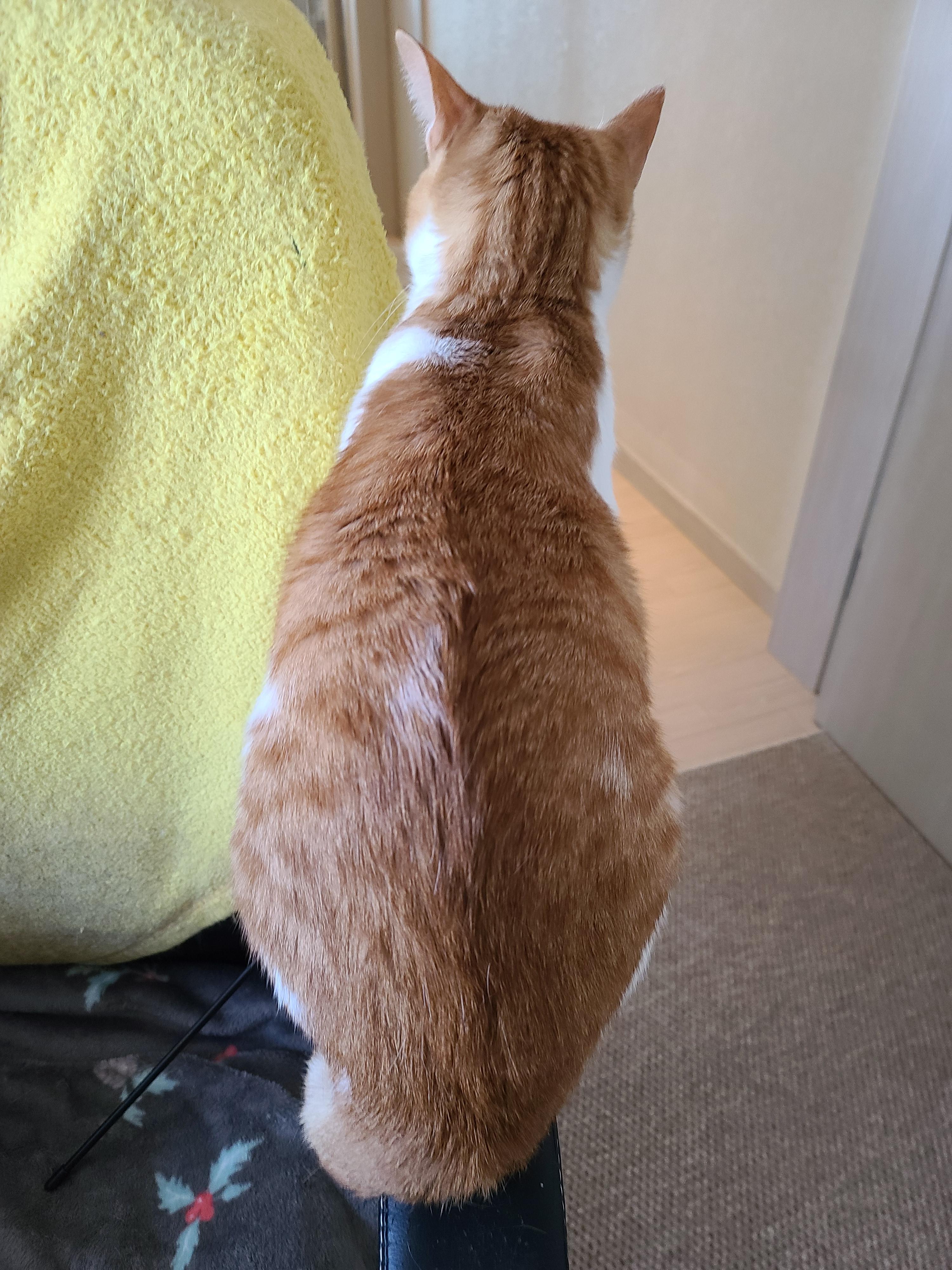 우리집 아홉냥이의 고양이 종류