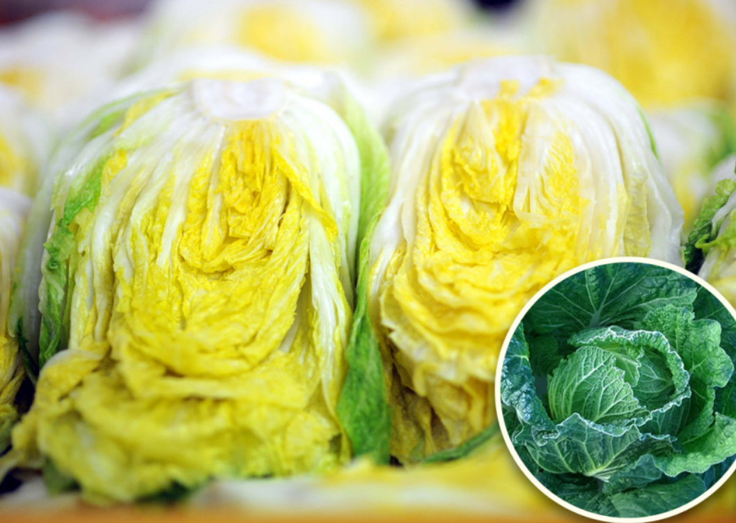 고랭지 절임 배추 디테일 사진