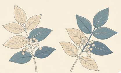 가시오가피 효능