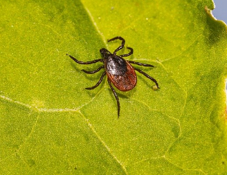 참진드기 예방하기: 봄철 야외 활동 전 꼭 알아야 할 주의사항