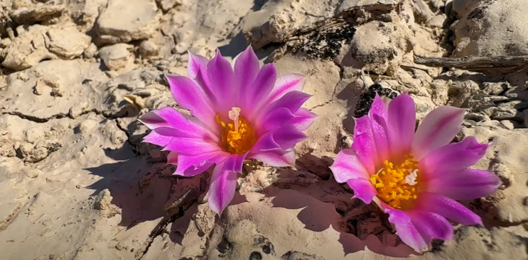 털과 가시가 존재하는 선분홍빛 아리오카르푸스