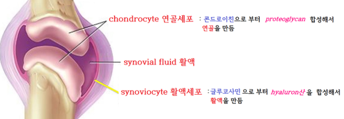 콘드로이친 1200mg