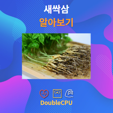 새싹삼 알아보기
