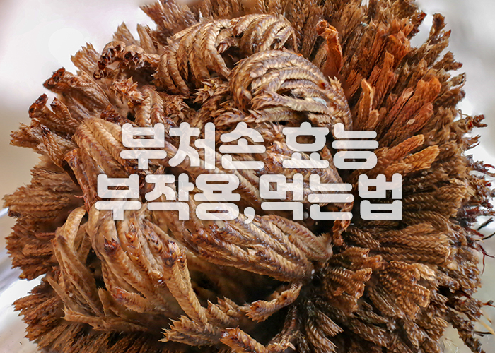 갈색의 말린 부처손 이미지