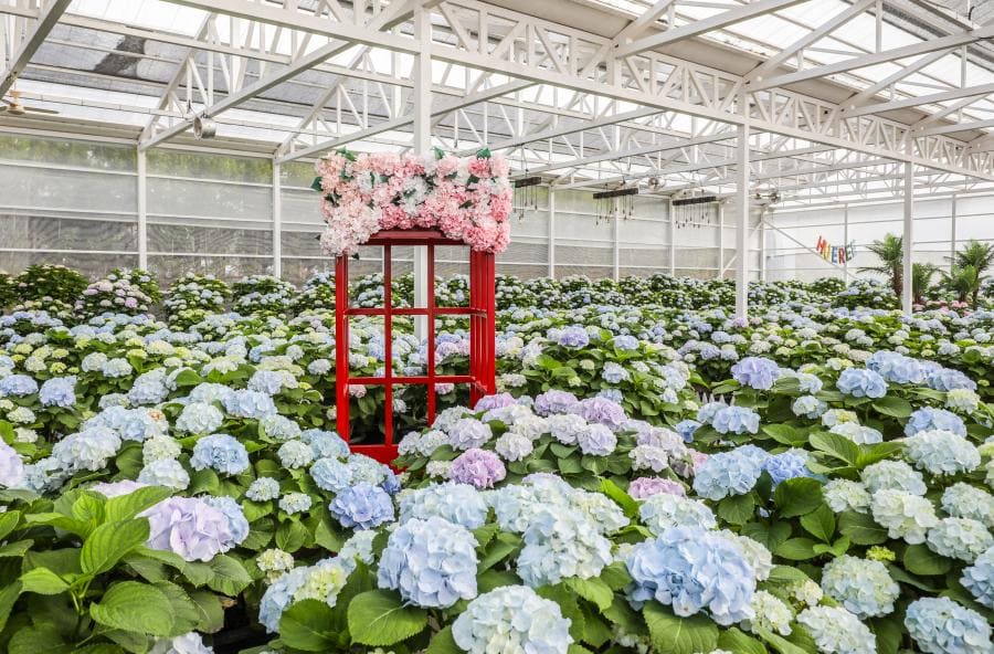 휴애리 봄 수국축제 꽃