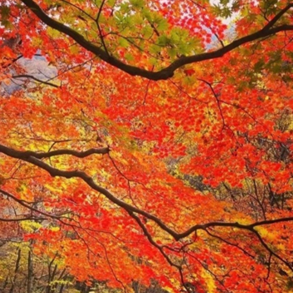 지리산 단풍 절정시기