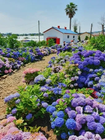 제주도 가볼만한곳 10곳 여행지 모음_20