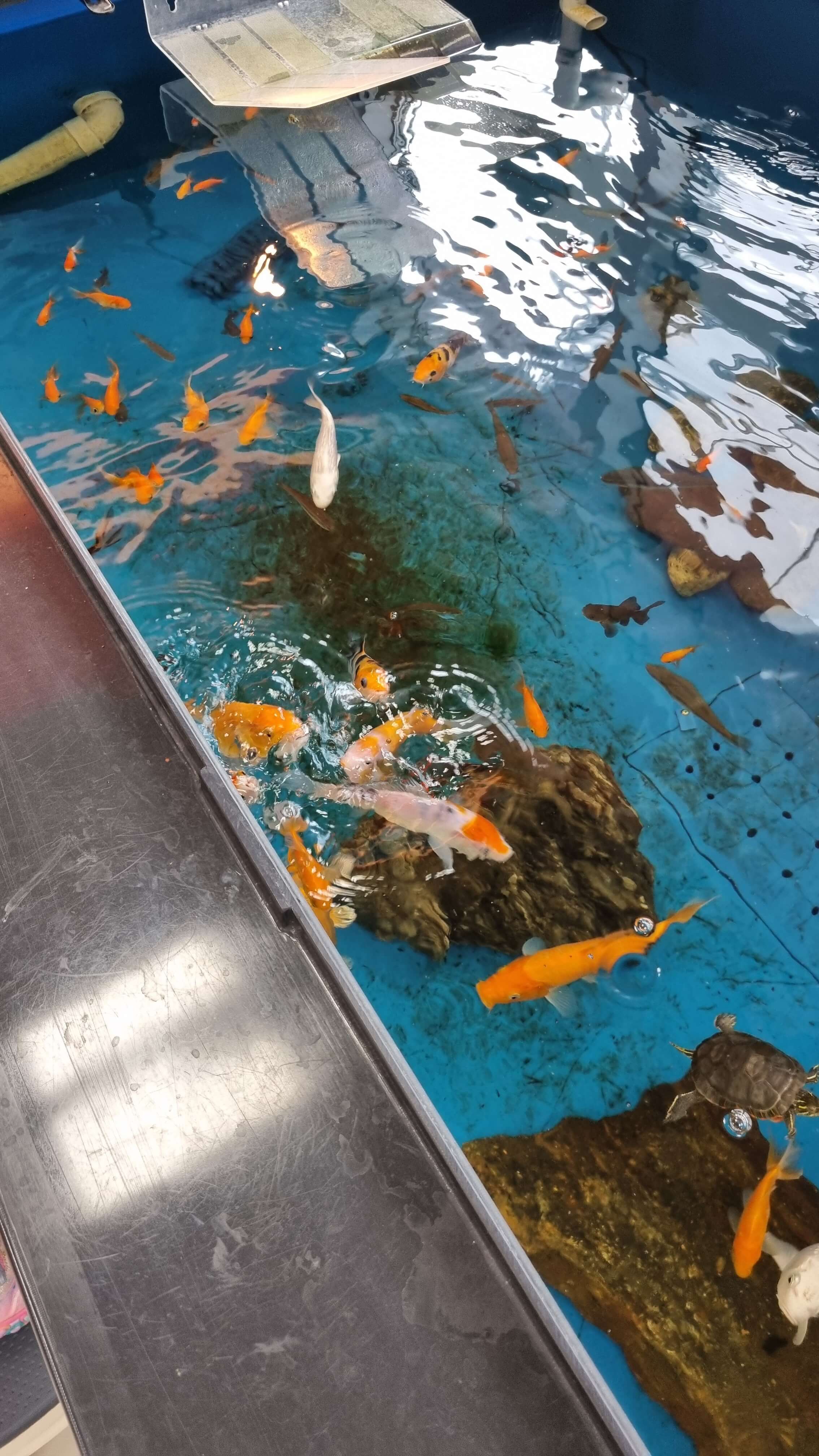 양주 애니멀파크 수족관-사진