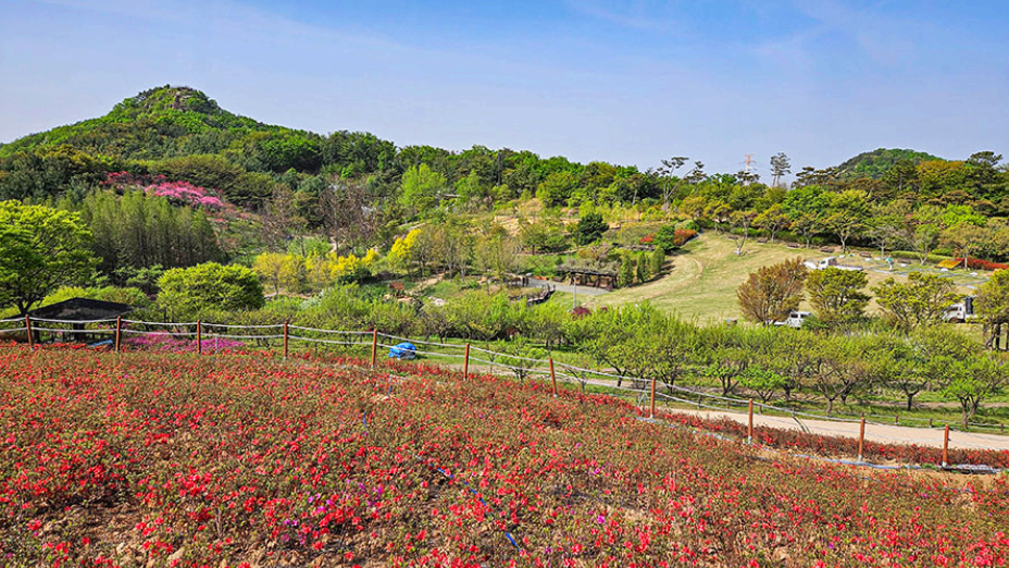 [4월 봄꽃 축제]제3회 영인산 철쭉제❘기간, 일정, 프로그램, 철쭉 개화 상황정리