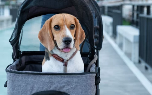 강아지유모차 사진/출처:어도비스톡