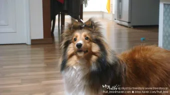 전 세계에서 가장 비싼 강아지 TOP20 몸값 높은 명품견 총정리 안내_14