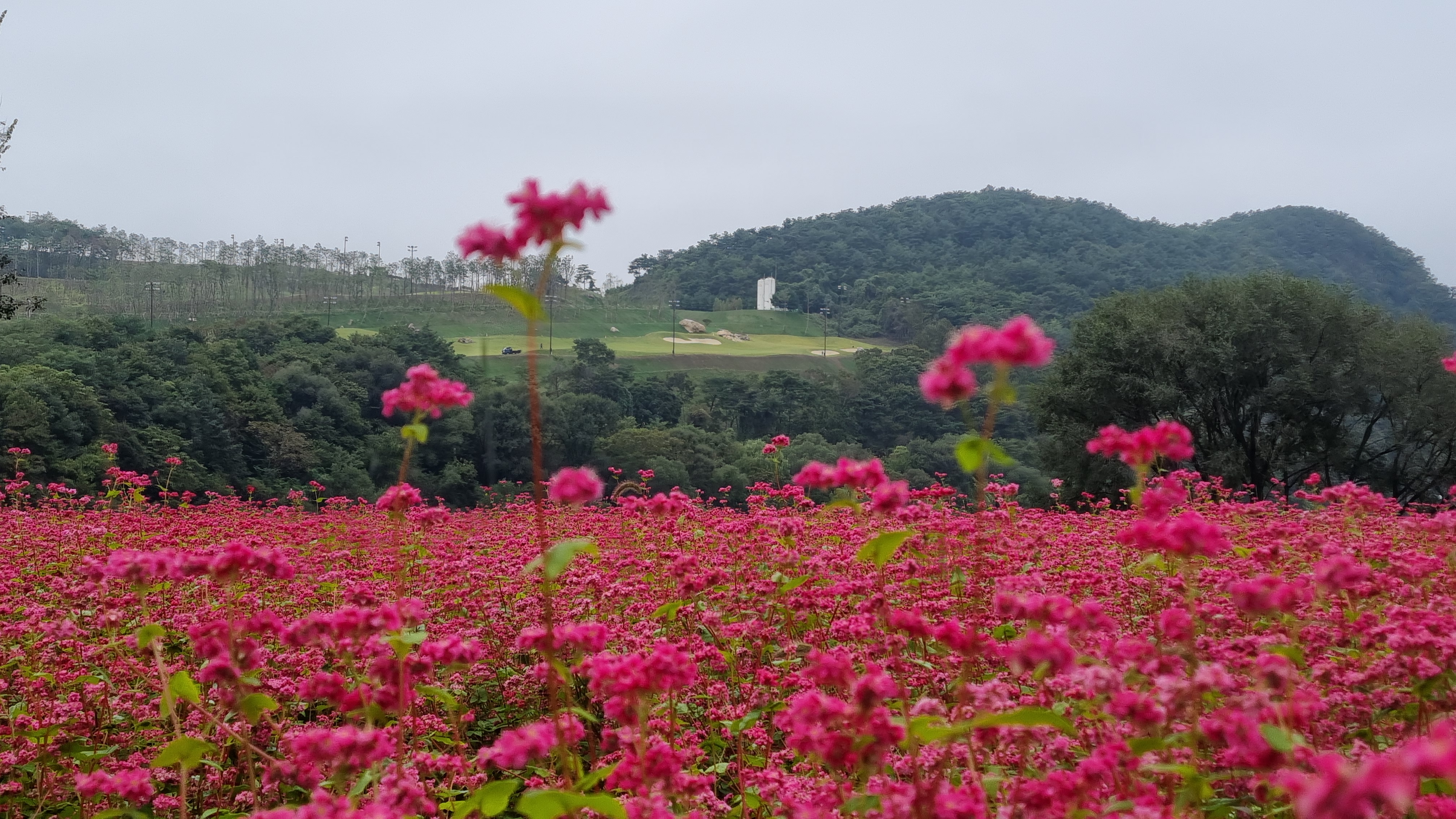 동강 붉은 메밀꽃 축제 