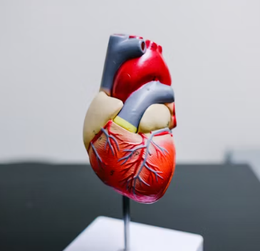 갑상선 기능 항진증 증상 원인 예방 가이드