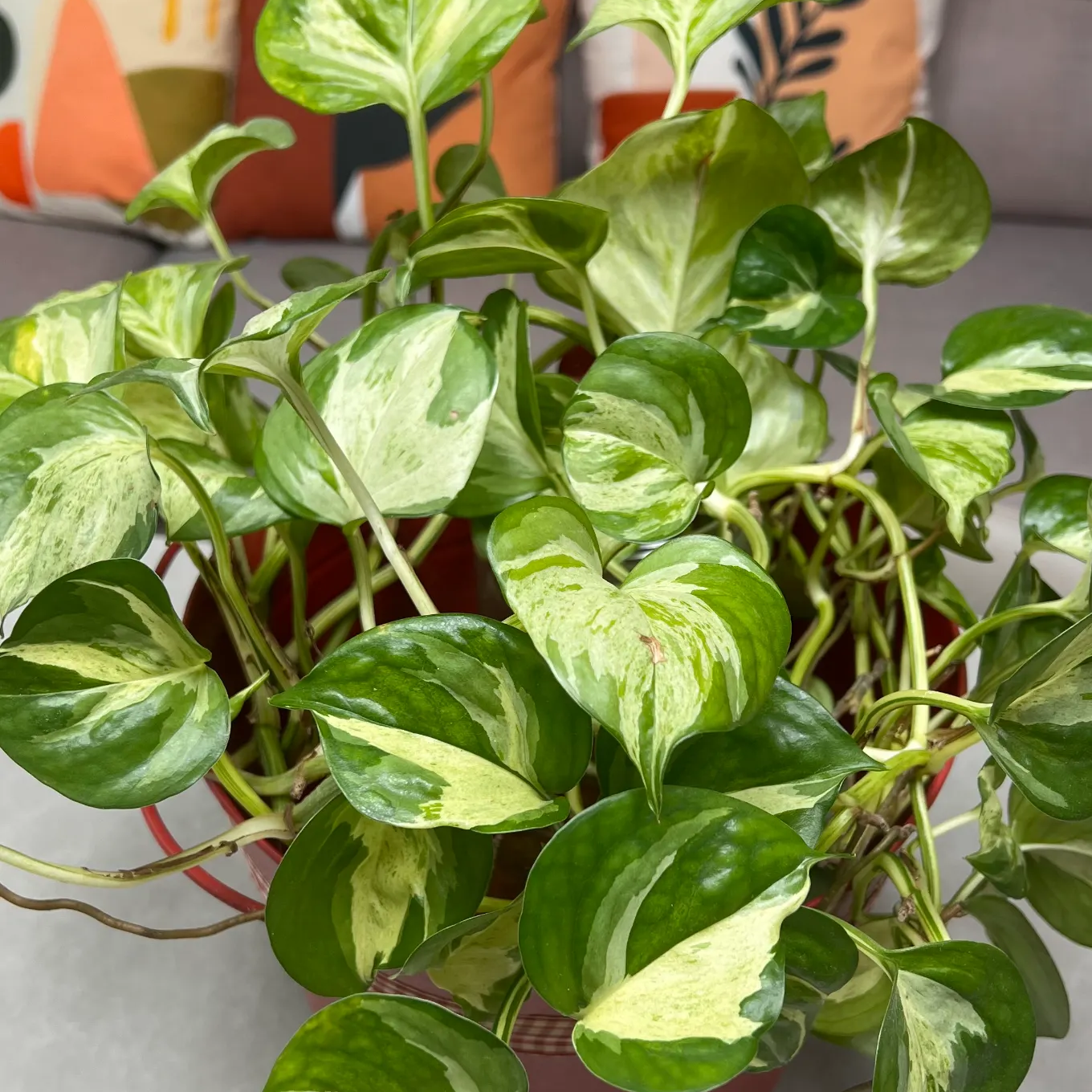 키우기 쉬운 식물 오레우스