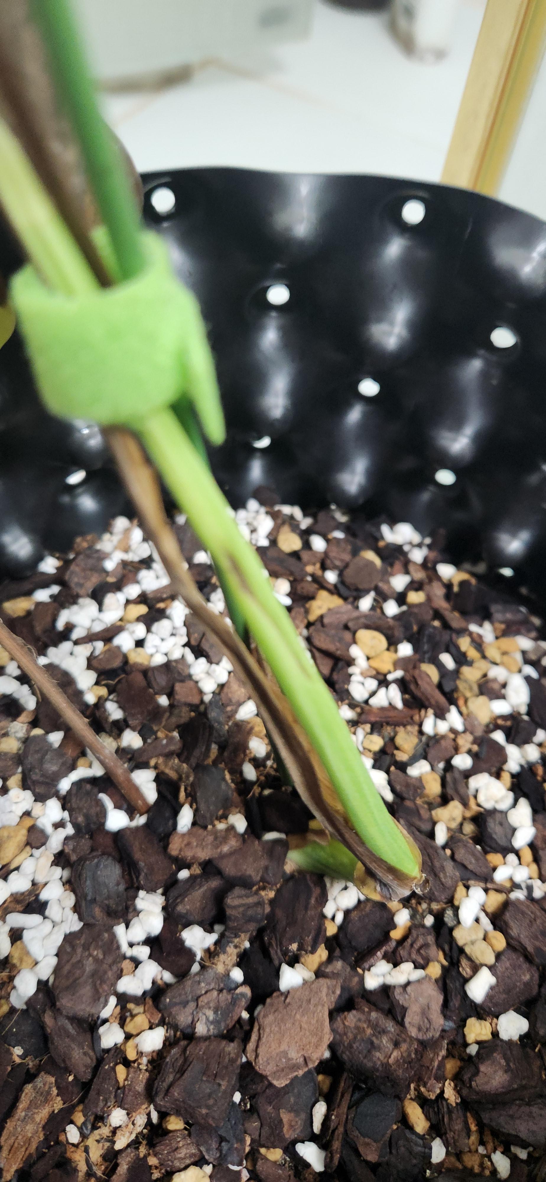 몬스테라 알보 줄기