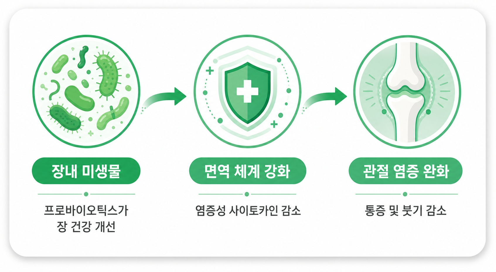 유산균 항염효과 장면역 흐름 요약