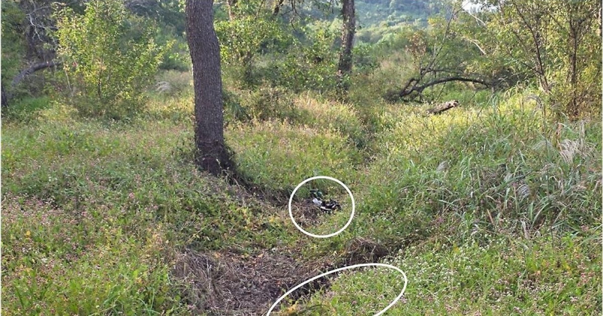 DMZ 지뢰 폭발 원인 북한 가능성