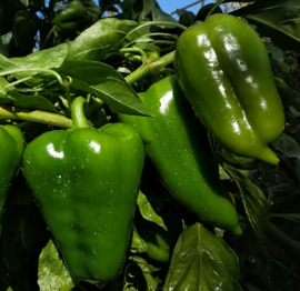 천식에 좋은 음식 영양제 식단