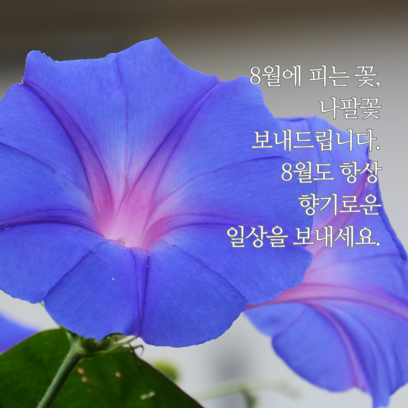 8월 아침 저녁 인사말 문구 이미지 모음