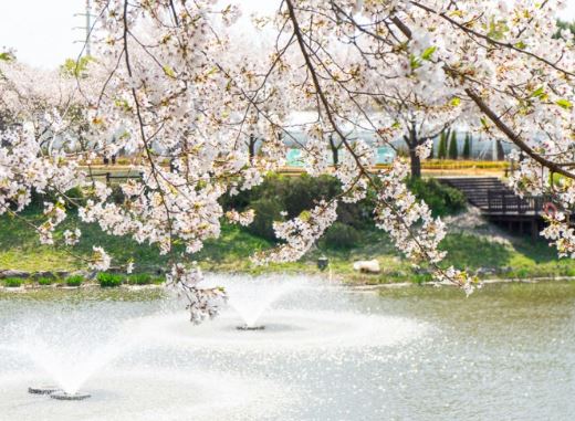 구리 벚꽃