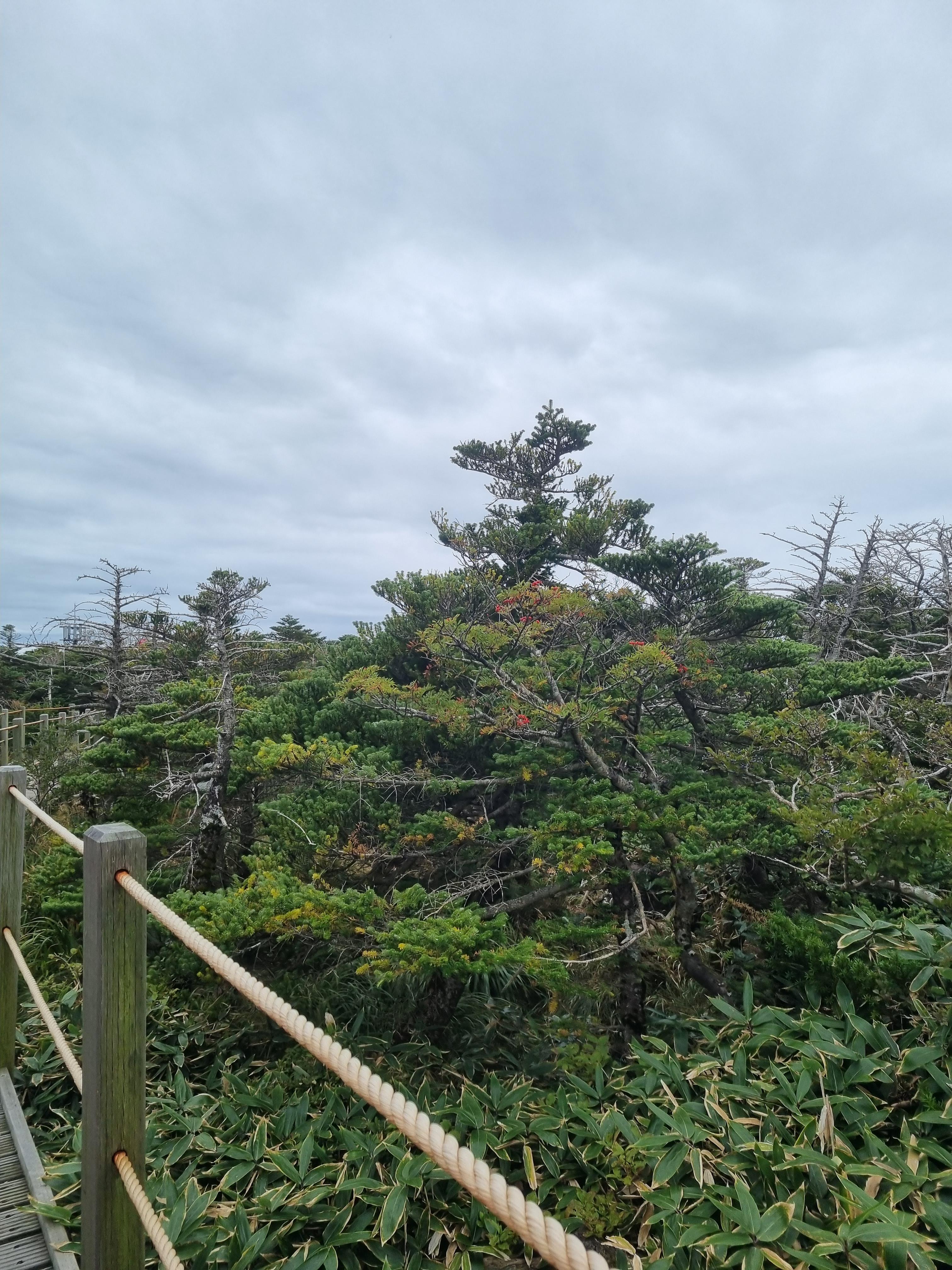 윗세오름 영실코스