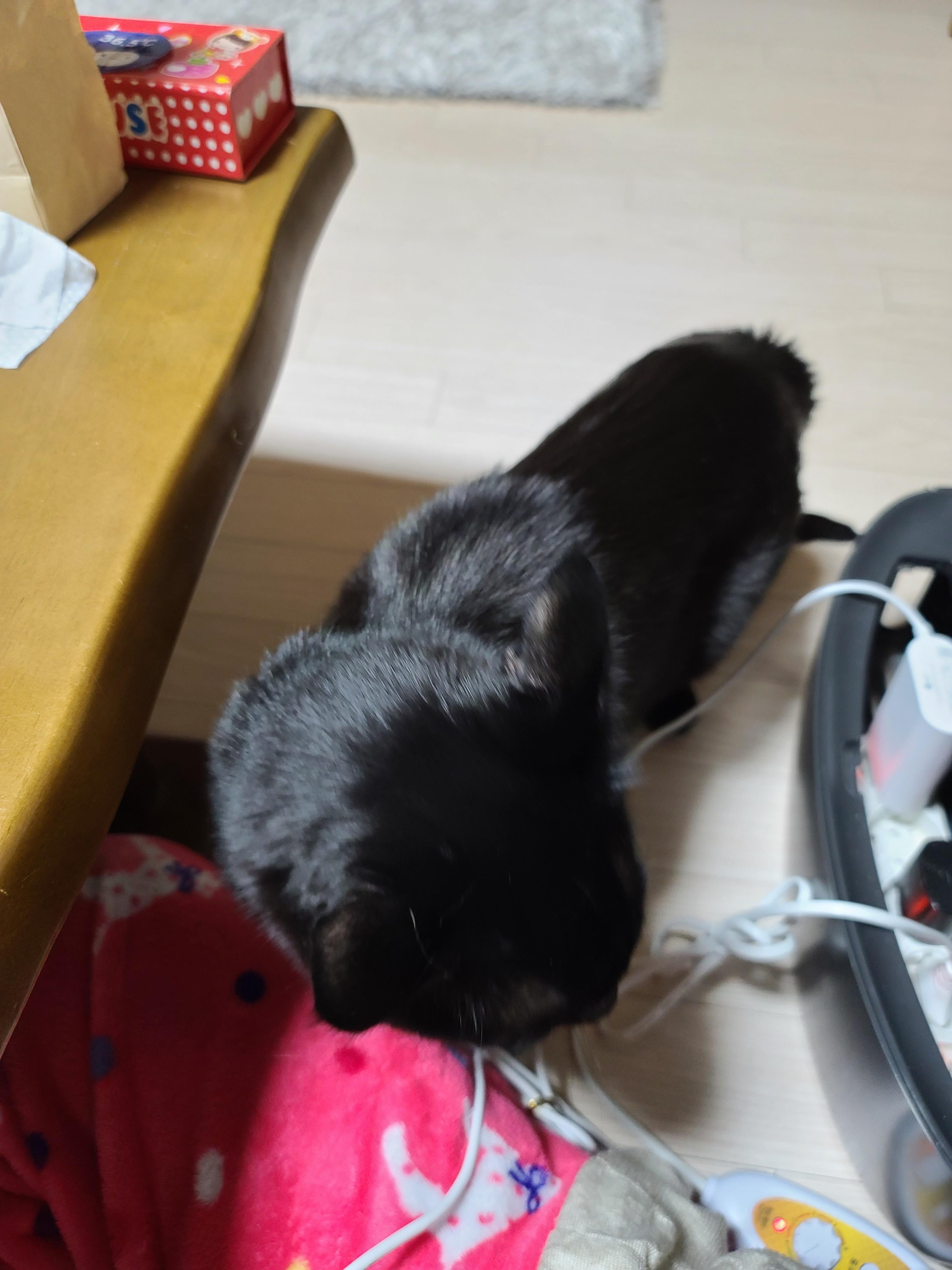 올블랙고양이 건이