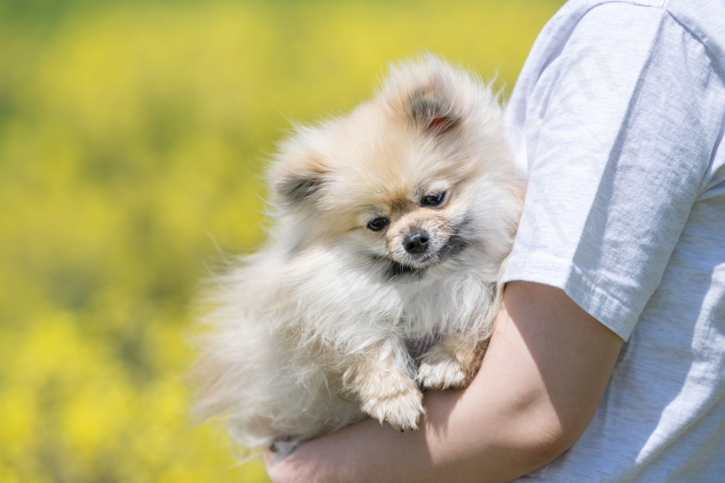품에 안긴 강아지의 시무룩한 표정