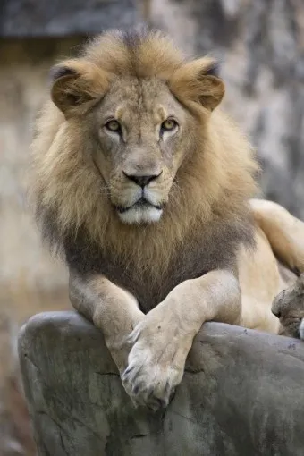 아시아사자 인도 동물 특징 성격_2