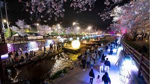 2024 청춘 금오천 벚꽃페스티벌 여기서 다시 봄 축제 기본일정과 프로그램 일정