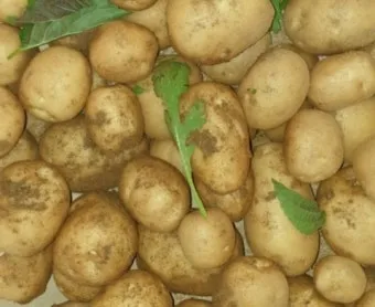 감자 싹나는 시기 파종 시기_8