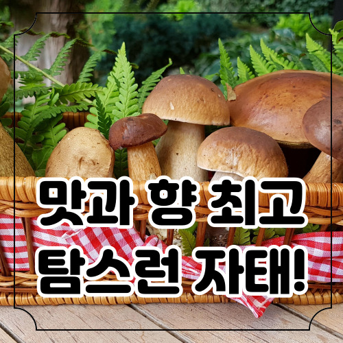 송이버섯 효능과 부작용