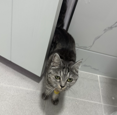 화장실 문틈 사이로 집사를 쳐다보며 기다리는 회색 고양이, 고양이 분리불안 증상