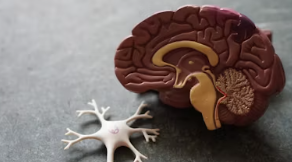 뇌 영양제 추천 부작용 효과 성분 가격