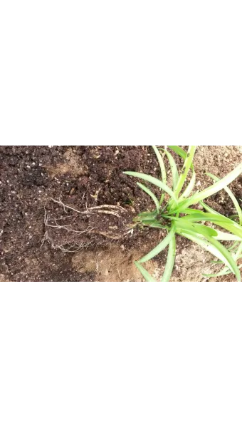 삼채 재배 모종 활착 통풍 확보 잎 수확 반복_33