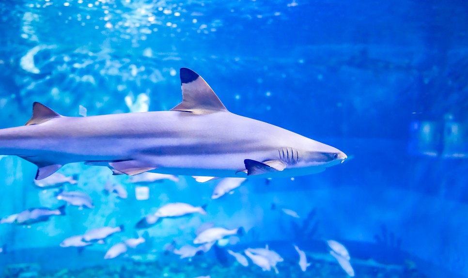 제주 동쪽 가볼만한곳 (아쿠아플라넷 제주)