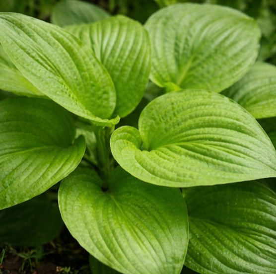 옥잠화(Hosta plantaginea)