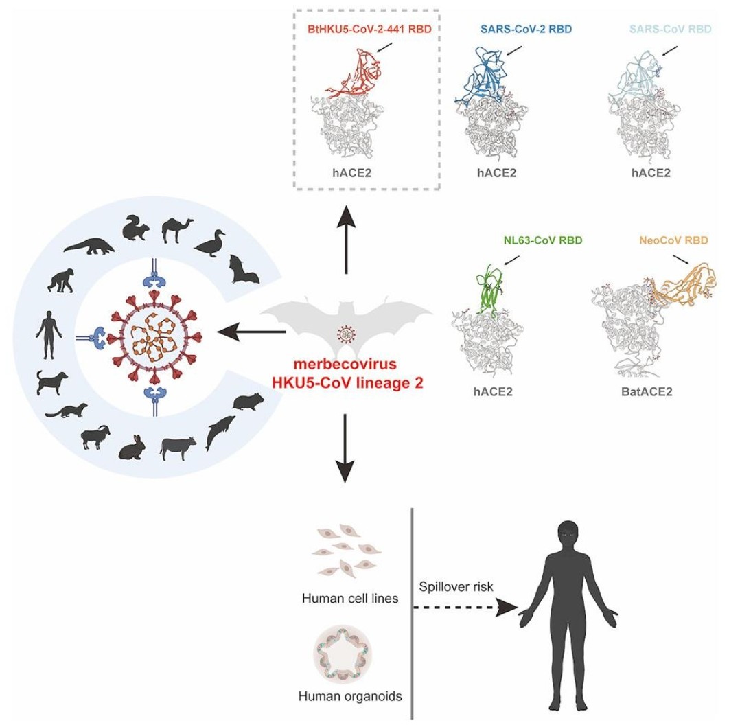 우한 코로나 바이러스