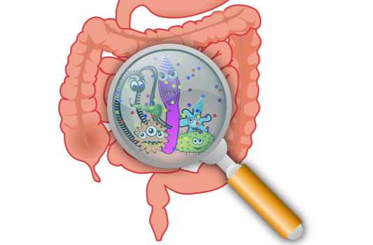 비피더스 효능, 장을 나타내는 사진