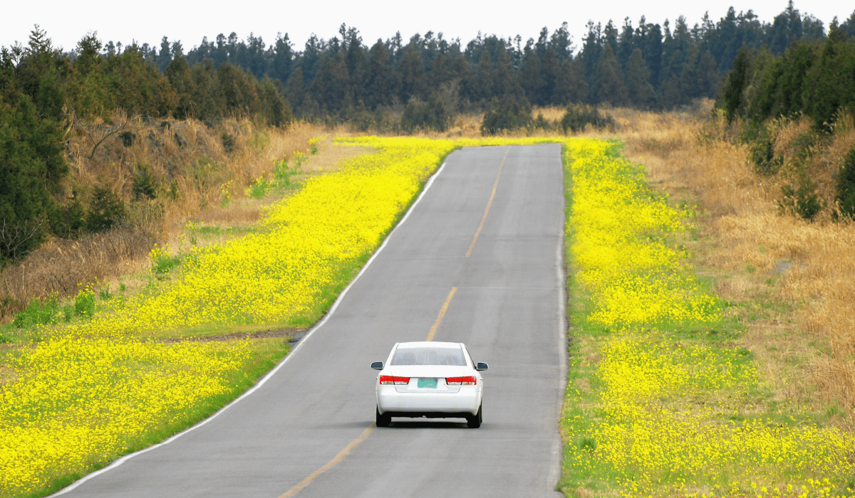 제주도_렌트카_저렴한곳_10